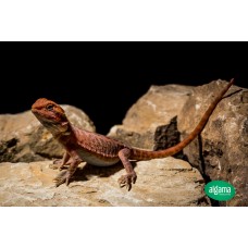 Pogona - Dragón Barbudo  Red - Rojo